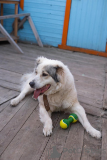 Photo №2 de l'annonce № 132198 de la vente berger d'asie centrale - acheter à Fédération de Russie 
