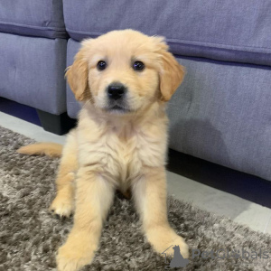 Photo №1. golden retriever - à vendre en ville de Prague | 237€ | Annonce №120272