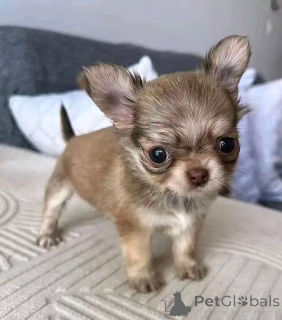 Photo №2 de l'annonce № 168835 de la vente chien bâtard - acheter à USA éleveur