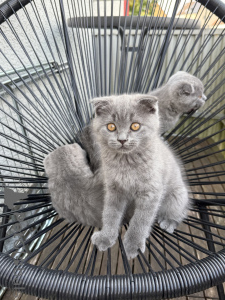Photo №3. Les chatons ont 11 semaines. Allemagne