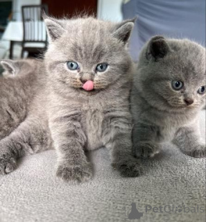 Photo №1. british shorthair - à vendre en ville de Vreden | 350€ | Annonce № 151868