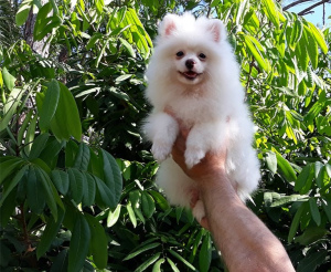 Photo №3. spitz nain a vendre fribourg. Suisse