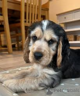 Photo №1. cocker spaniel anglais - à vendre en ville de Gheant | 700€ | Annonce №167079
