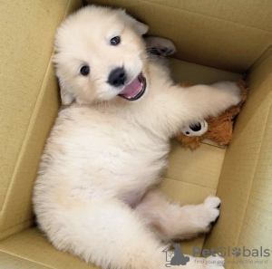 Photo №1. golden retriever - à vendre en ville de Santa Cruz de la Sierra | négocié | Annonce №112299