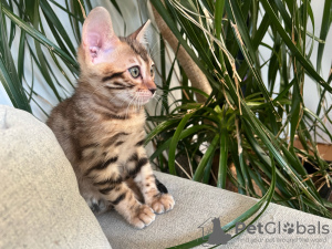 Photo №2 de l'annonce № 132499 de la vente bengal - acheter à Espagne éleveur