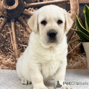 Photo №4. Je vais vendre labrador retriever en ville de Munich. annonce privée - prix - 350€