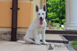 Photo №2 de l'annonce № 28714 de la vente berger blanc suisse - acheter à Pologne de la fourrière, éleveur