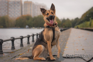 Photo №2 de l'annonce № 82450 de la vente chien bâtard - acheter à Fédération de Russie annonce privée