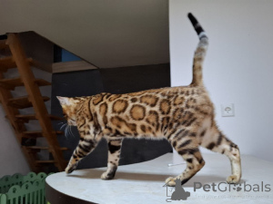 Photo №3. Chaton du Bengale. Pologne