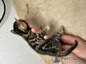 Photos supplémentaires: Magnifiques chatons Bengal Şık Bengal yavru kedileri