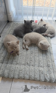 Photo №1. british shorthair - à vendre en ville de Aveiro | 500€ | Annonce № 177910