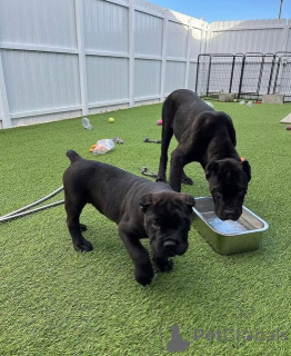 Photo №1. cane corso - à vendre en ville de Brouillon | 750€ | Annonce №160515