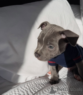 Photo №2 de l'annonce № 178079 de la vente staffordshire bull terrier - acheter à Allemagne éleveur