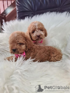 Photo №4. Je vais vendre labradoodle en ville de Vilovo. éleveur - prix - 300€