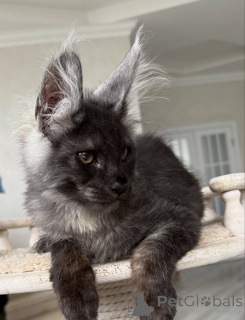 Photo №1. maine coon - à vendre en ville de Berlin | négocié | Annonce № 154636