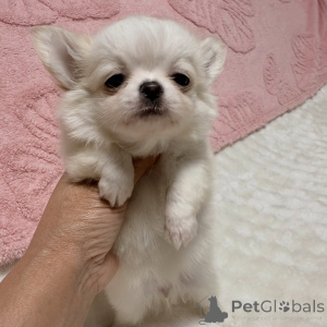 Photo №3. Adorable chiot chihuahua disponible à l'adoption. République Tchèque