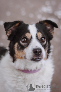 Photos supplémentaires: Dog Oliva est à la recherche d'une maison et d'un propriétaire, entre de bonnes