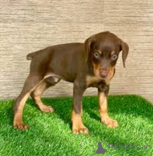 Photo №3. Acheter Doberman-puppy. Pays Bas
