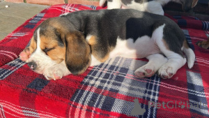 Photo №4. Je vais vendre beagle en ville de Берлингероде.  - prix - 650€