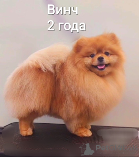 Photo №1. Service d'accouplement - race: spitz allemand. Prix - 323€