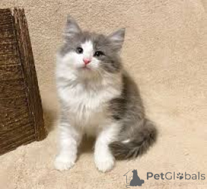 Photo №3. Schattige Noorse Boskatten Kittens a trouvé un nouveau jeudi.. Belgique