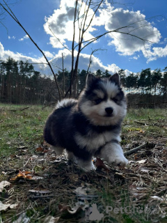 Photos supplémentaires: Pomsky par Poméranie et Husky