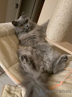 Photo №1. british longhair - à vendre en ville de Aizlingen | 500€ | Annonce № 158830