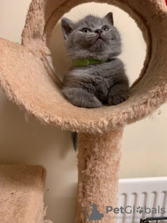 Photo №4. Je vais vendre british shorthair en ville de Алмере. annonce privée - prix - 300€