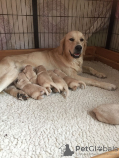 Photos supplémentaires: 2 chiots Golden Retriever à vendre