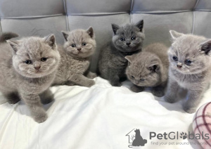 Photo №1. british shorthair - à vendre en ville de Texas City | 360€ | Annonce № 102878