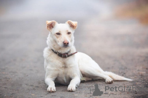 Photo №1. chien bâtard - à vendre en ville de Москва | Gratuit | Annonce №22503