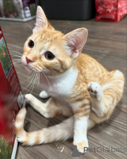 Photo №2 de l'annonce № 150614 de la vente chat de gouttière - acheter à Allemagne de l'abri, éleveur