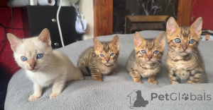 Photo №1. bengal - à vendre en ville de Achaern | 350€ | Annonce № 174530