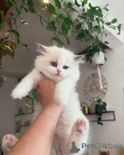 Photo №1. ragdoll - à vendre en ville de Berikon | négocié | Annonce № 156259