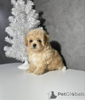 Photo №3. Vendu. Merci de votre intérêt Veuillez contacter WhatsApp Business 447450021323. La finlande