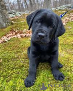 Photo №1. labrador retriever - à vendre en ville de Marseille | 1000€ | Annonce №165664