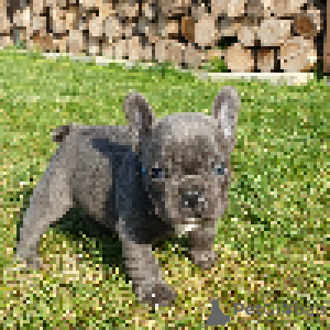 Photo №2 de l'annonce № 70896 de la vente bouledogue - acheter à Allemagne annonce privée, éleveur