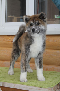 Photo №1. akita (chien) - à vendre en ville de Moscou | 423€ | Annonce №1308