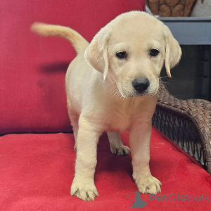 Photo №1. labrador retriever - à vendre en ville de Berlin | 600€ | Annonce №176362