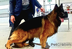 Photos supplémentaires: Chiots berger allemand à poil long