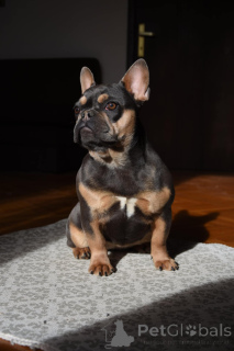 Photo №2 de l'annonce № 134941 de la vente bouledogue - acheter à Serbie éleveur