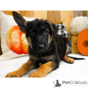 Photo №2 de l'annonce № 175435 de la vente berger allemand - acheter à USA annonce privée