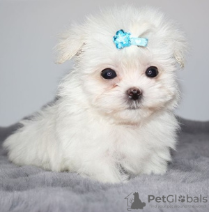 Photo №1. bichon maltais - à vendre en ville de Неаполь | 351€ | Annonce №107578