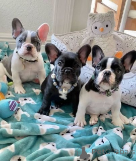 Photo №1. bouledogue - à vendre en ville de Goldenstedt | 450€ | Annonce №169439