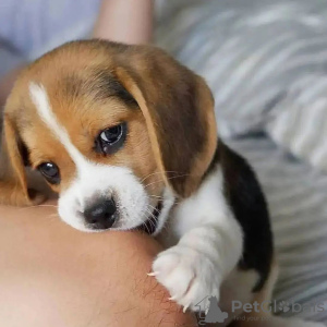 Photo №3. beaux chiots beagle. Allemagne