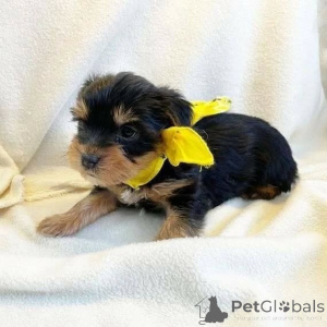 Photo №4. Je vais vendre yorkshire terrier en ville de Berlin. annonce privée, de l'abri - prix - 550€