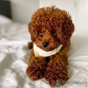 Photo №2 de l'annonce № 161533 de la vente caniche (jouet) - acheter à Allemagne de l'abri, éleveur