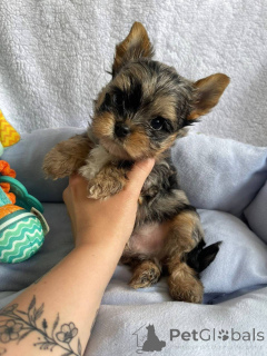 Photo №4. Je vais vendre yorkshire terrier en ville de Helsinki. annonce privée, de l'abri - prix - 500€
