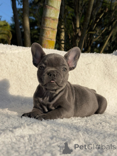 Photo №1. bouledogue - à vendre en ville de Stockholm | négocié | Annonce №171274