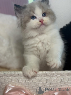 Photo №1. ragdoll - à vendre en ville de Blâler | négocié | Annonce № 157126